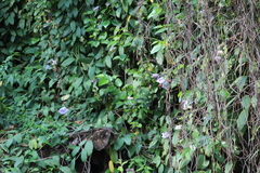 Thunbergia grandiflora