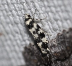 Lichenaula melanoleuca