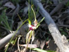 Caladenia atrovespa