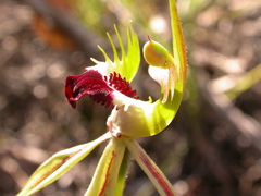 Caladenia atrovespa