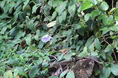 Thunbergia grandiflora