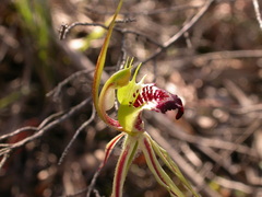 Caladenia atrovespa