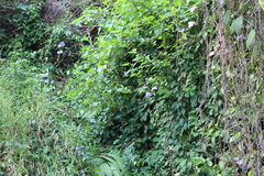 Thunbergia grandiflora