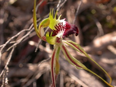 Caladenia atrovespa