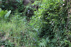 Thunbergia grandiflora