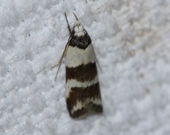 Eulechria triferella