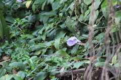 Thunbergia grandiflora