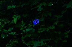 Ipomoea setosa melanotricha