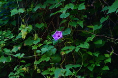 Ipomoea setosa melanotricha
