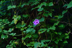 Ipomoea setosa melanotricha