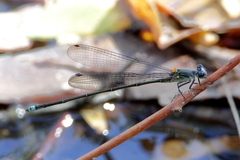 Pseudagrion jedda