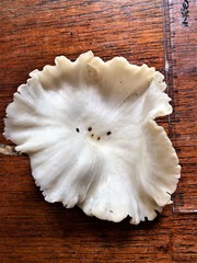 Lentinus