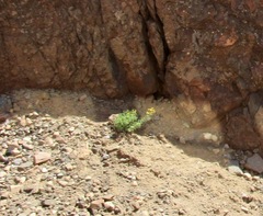 Dasiphora fruticosa