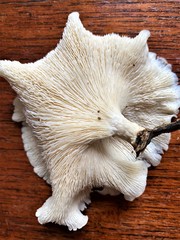 Lentinus