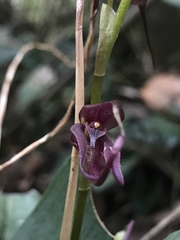Pleurothallis phalangifera