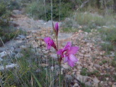 Gladiolus dubius