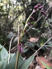 Pleurothallis phalangifera
