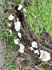 Lentinus