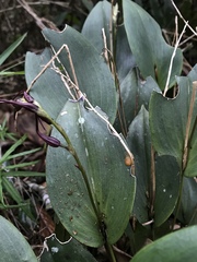 Pleurothallis phalangifera
