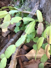 Schlumbergera buckleyi