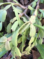 Schlumbergera buckleyi