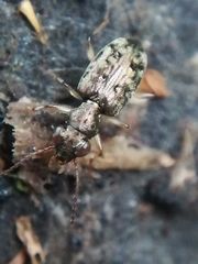 Asaphidion