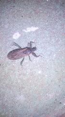 Oncocephalus squalidus