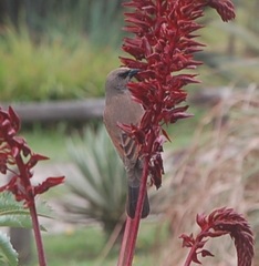 Agelaioides badius