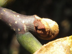 Picrasma quassioides