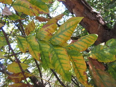 Picrasma quassioides