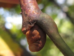 Picrasma quassioides