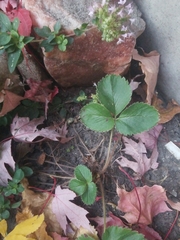 Fragaria × ananassa