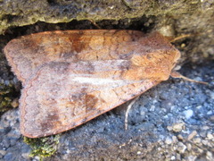 Diarsia canescens