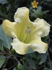 Schultesianthus coriaceus