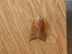 Arachnographa micrastrella