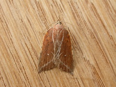 Arachnographa micrastrella