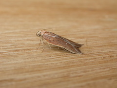 Arachnographa micrastrella