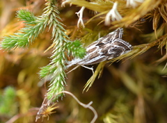 Catoptria oregonicus