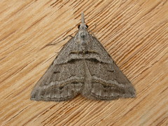 Dichromodes consignata