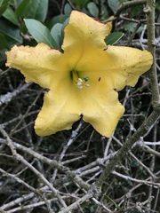 Schultesianthus coriaceus