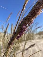 Sporobolus coarctatus