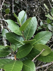 Schultesianthus coriaceus