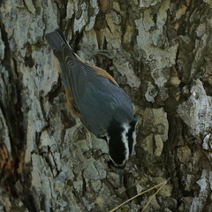 Sitta canadensis
