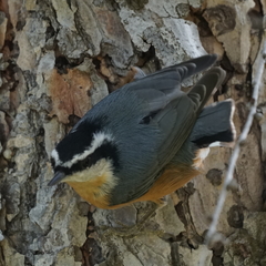 Sitta canadensis