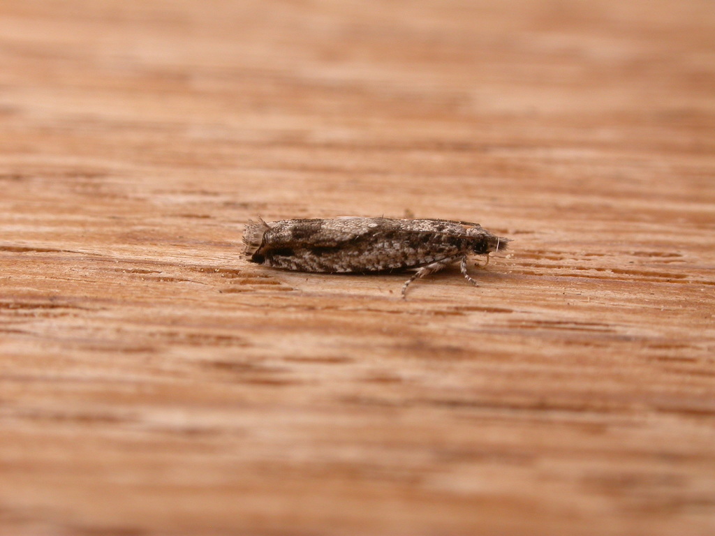 Holocola thalassinana