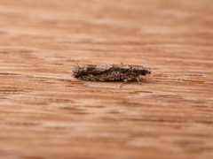 Holocola thalassinana