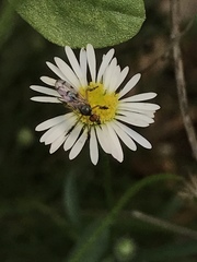 Empis clausa
