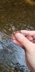 Lithobates catesbeianus