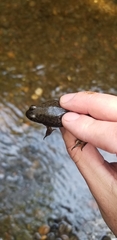 Lithobates catesbeianus