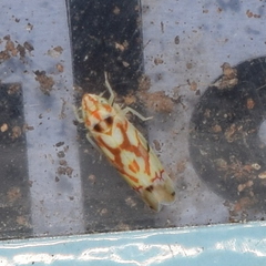 Erythroneura elegantula